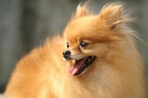 博美爆料新闻报道视频播放,揭秘视频播放背后的真相  第3张