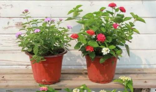 塞拉最新微博爆料视频,精彩瞬间抢先看  第3张